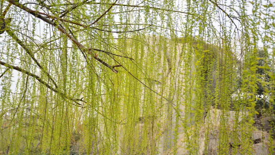 7 一匹出色的马（课件2）_03.webp