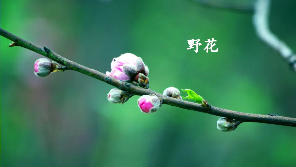 2 找春天（课件2）_02.webp