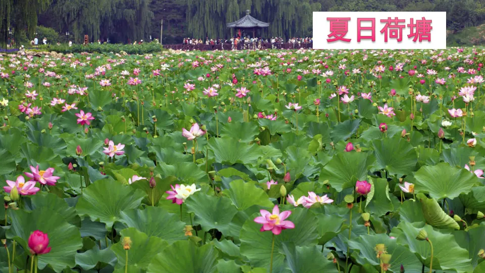 15 古诗二首（课件2）_02.webp