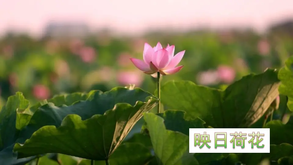 15 古诗二首（课件2）_03.webp