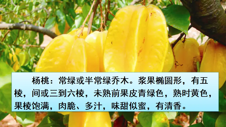 13 画杨桃（课件2）_02.webp