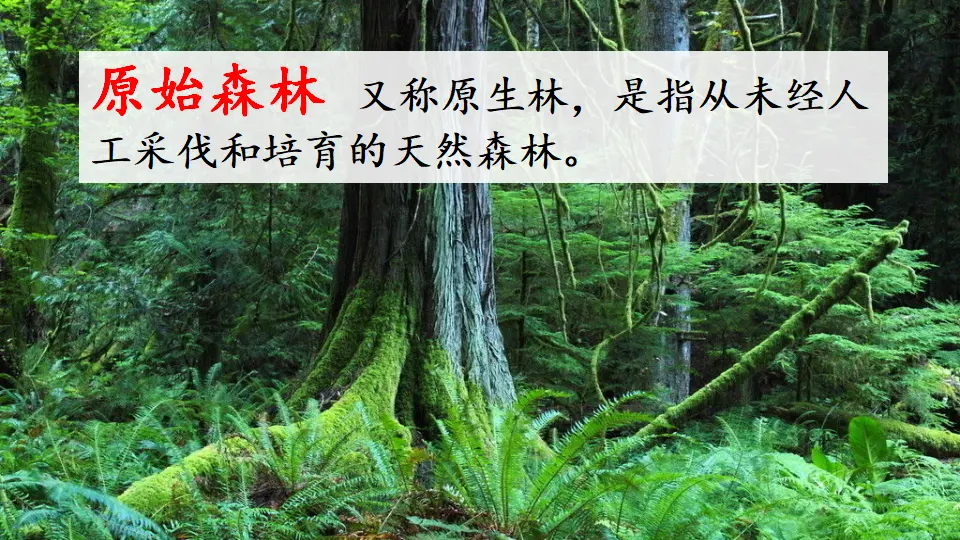 链接一：原始森林（课件3）_01.webp