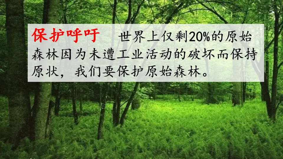 链接一：原始森林（课件3）_03.webp