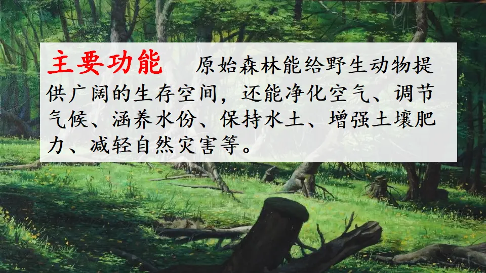 链接一：原始森林（课件3）_02.webp