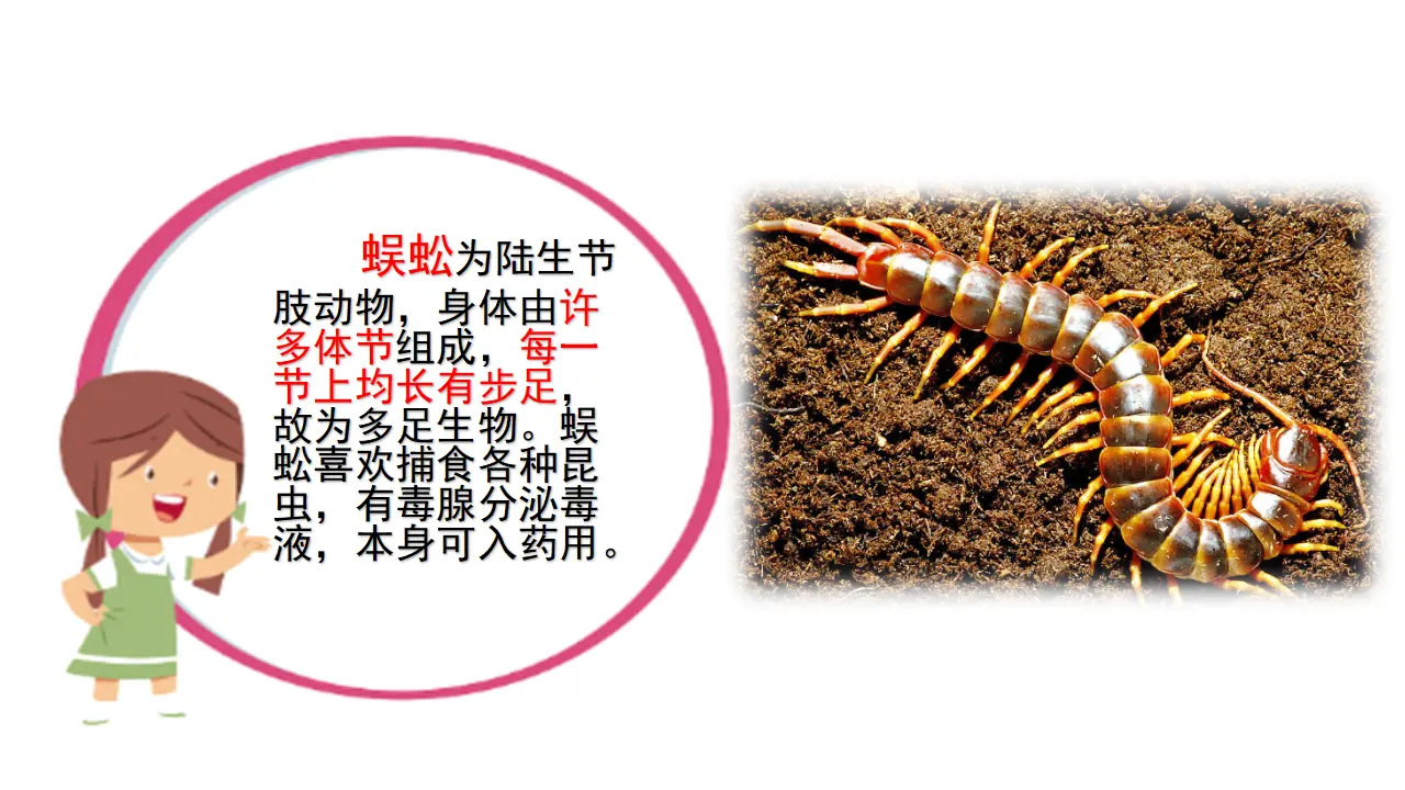 链接2：蜈蚣（课件3）_01.webp