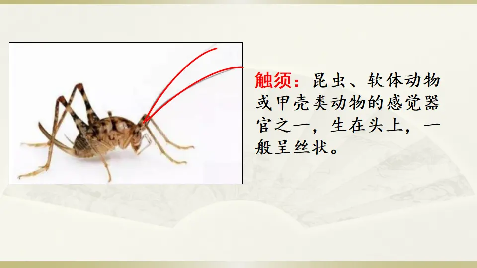链接1：触须（课件3）_01.webp