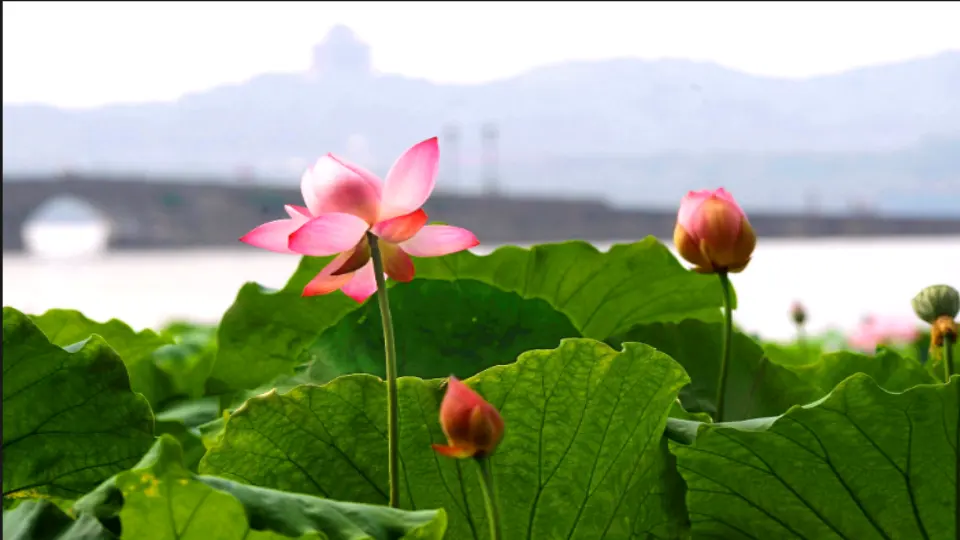 链接1：西湖（课件3）_03.webp