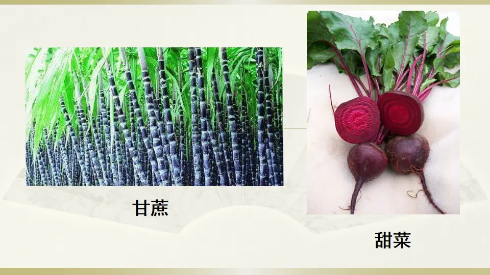 链接1：甘蔗、甜菜（课件3）_01.webp