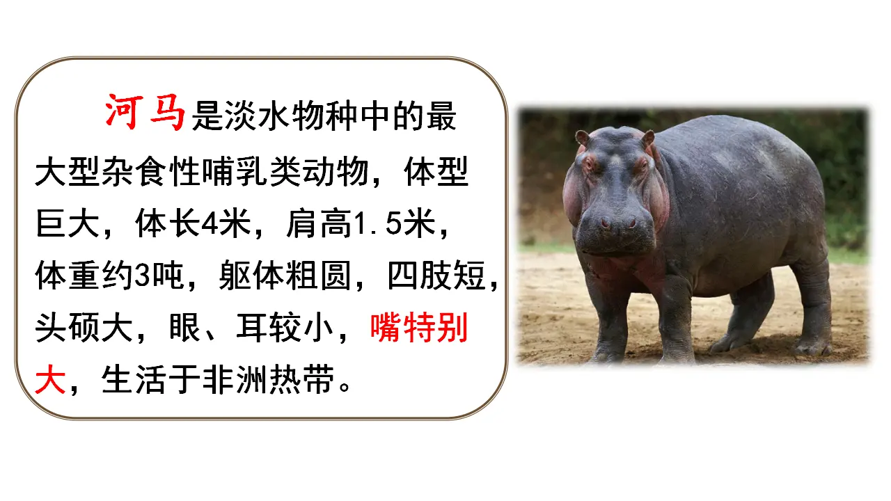 链接1：河马（课件3）_01.webp