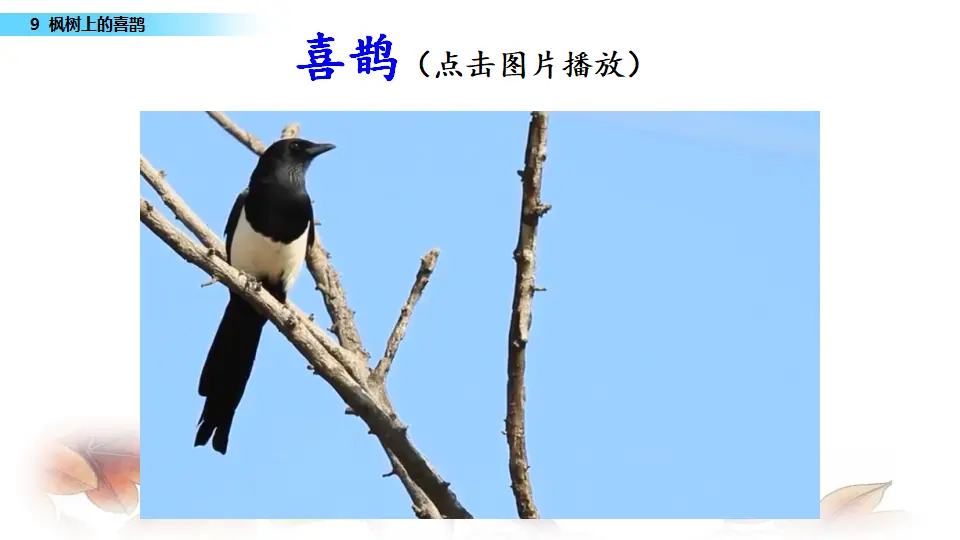 9 枫树上的喜鹊（课件3）_01.webp