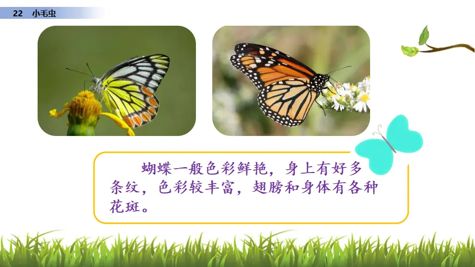 22 小毛虫（课件3）_02.webp