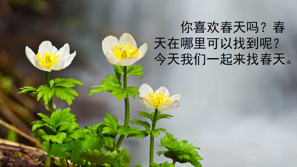 2 找春天（课件3）_01.webp