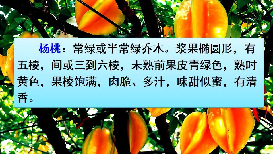 13 画杨桃（课件3）_02.webp