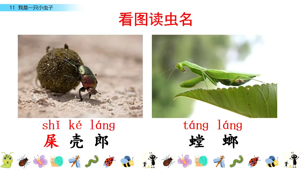 11 我是一只小虫子（课件3）_01.webp