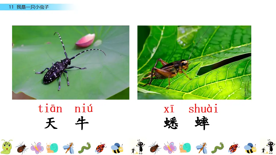 11 我是一只小虫子（课件3）_02.webp