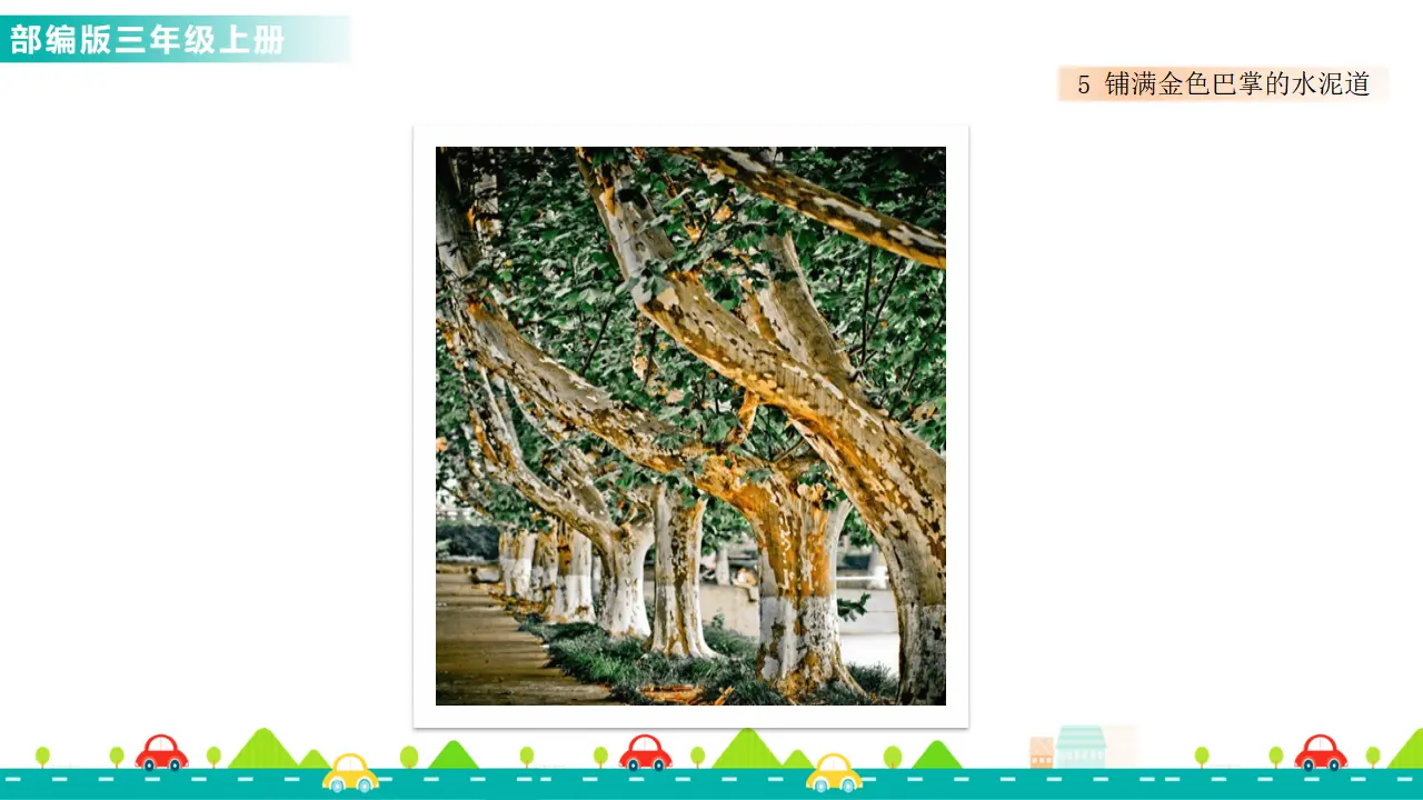 5 铺满金色巴掌的水泥道（课件1）_02.webp