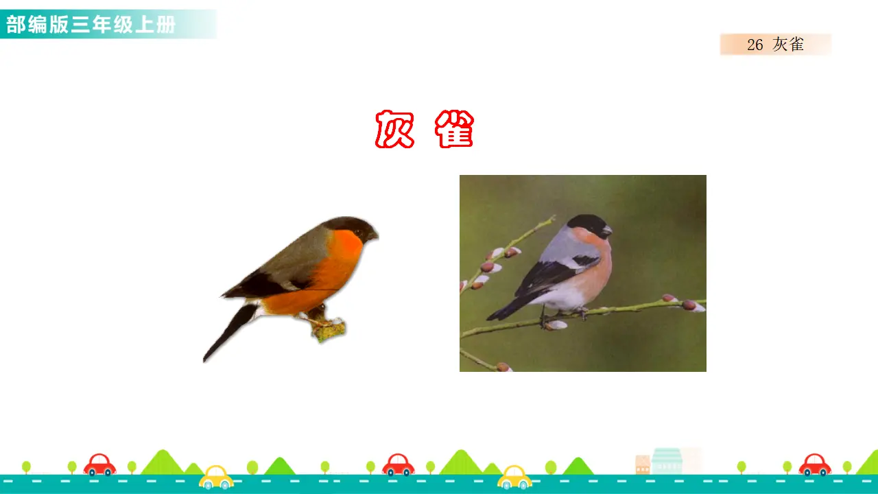 26 灰雀（课件1）_04.webp