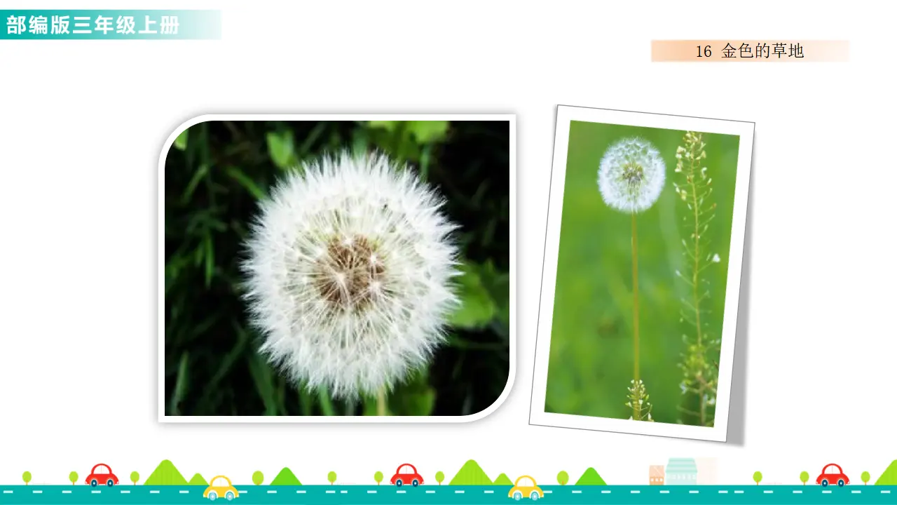 16 金色的草地（课件1）_02.webp
