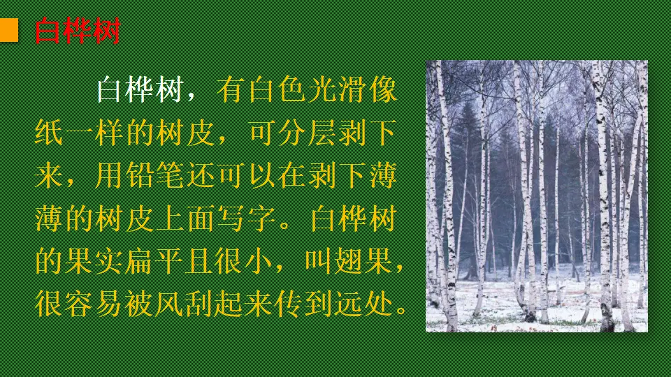 链接1：白桦树（课件2）_01.webp
