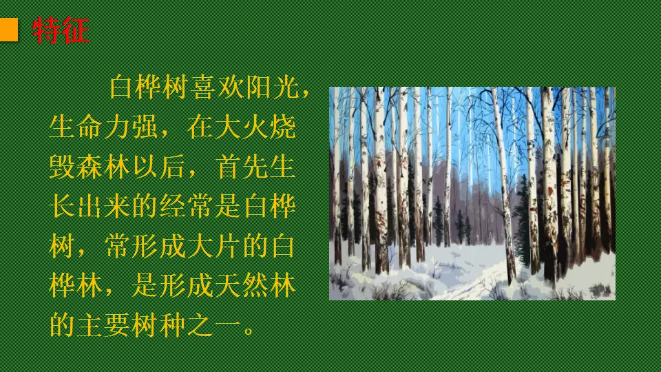 链接1：白桦树（课件2）_02.webp