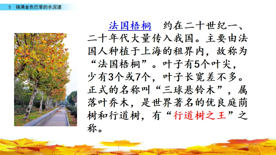 5 铺满金色巴掌的水泥道（课件2）_05.webp
