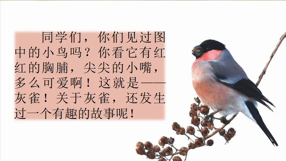 26 灰雀（课件2）_01.webp