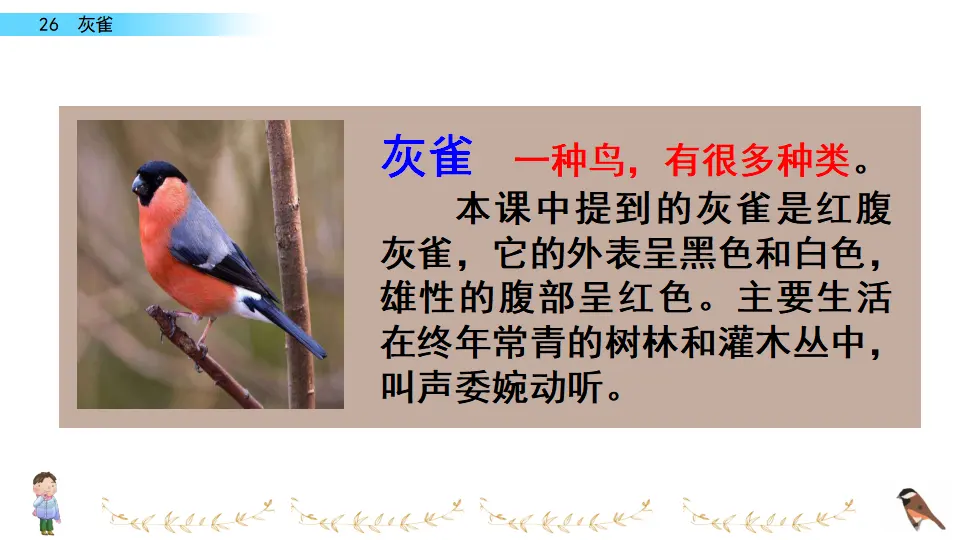 26 灰雀（课件2）_03.webp