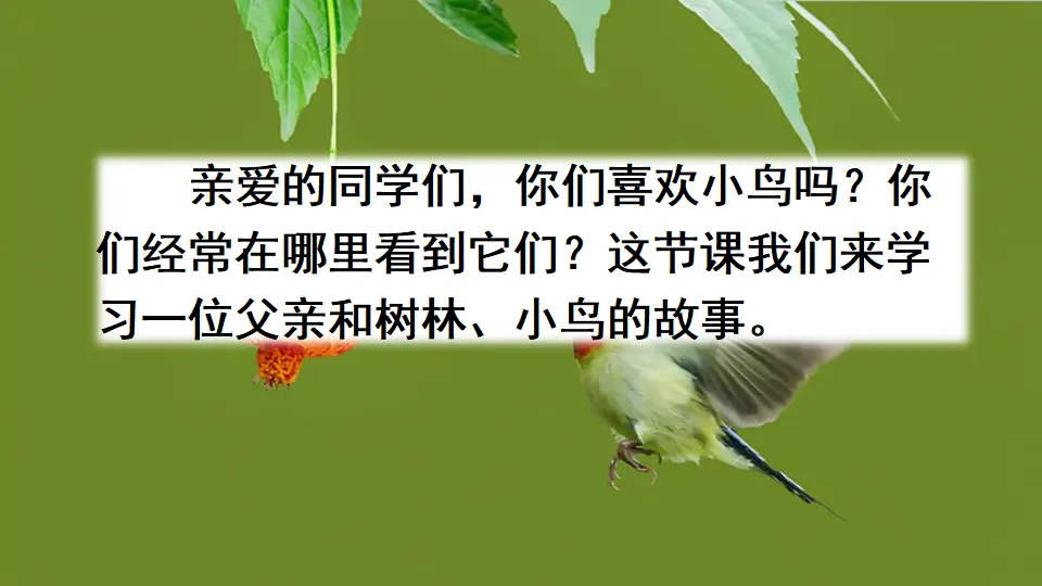 23 父亲、树林和鸟（课件2）_01.webp