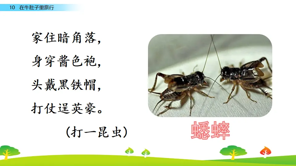 10 在牛肚子里旅行（课件2）_01.webp