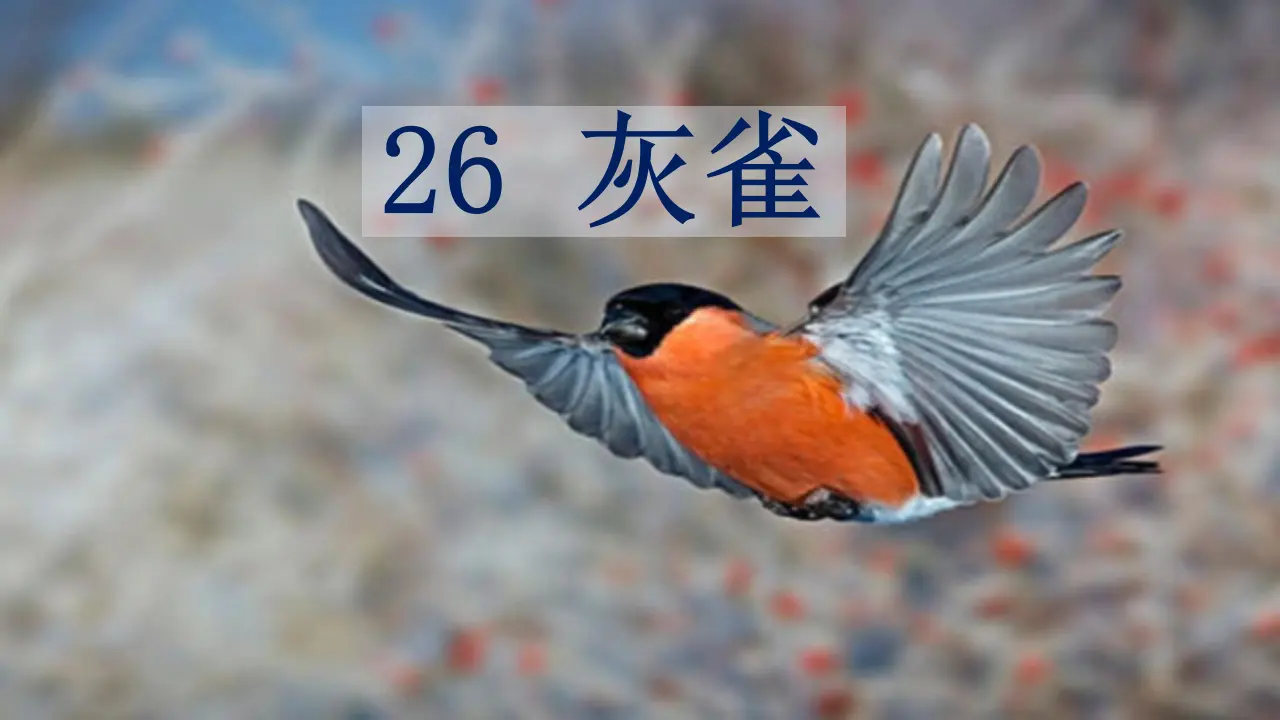 26.灰雀（课件3）_02.webp