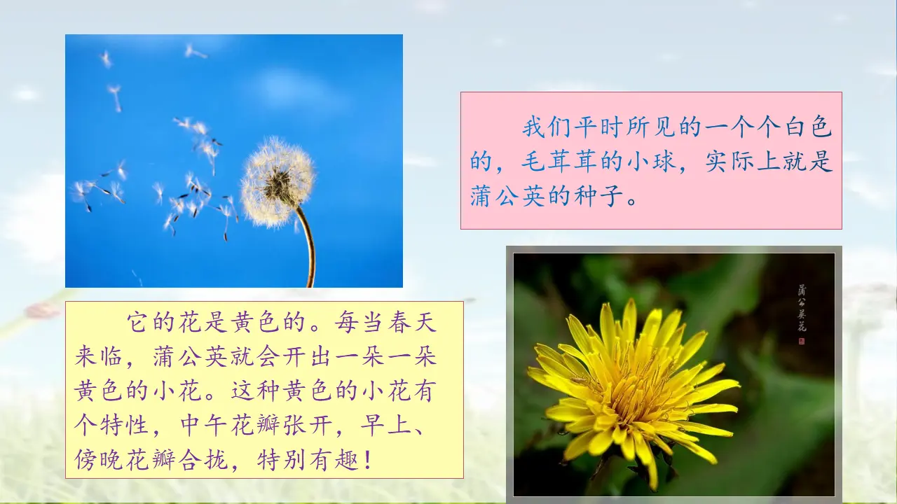 16.金色的草地（课件3）_02.webp