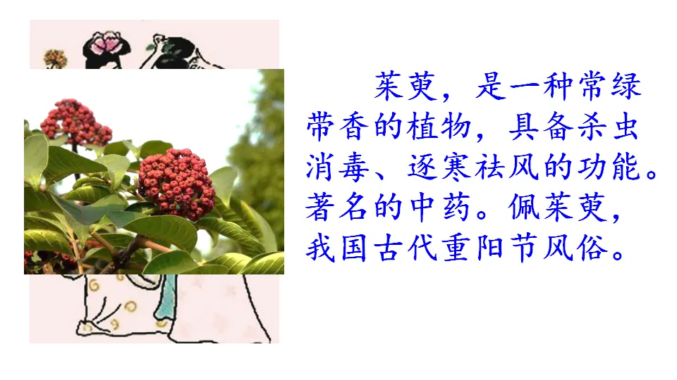 链接：茱萸（课件1）_01.webp