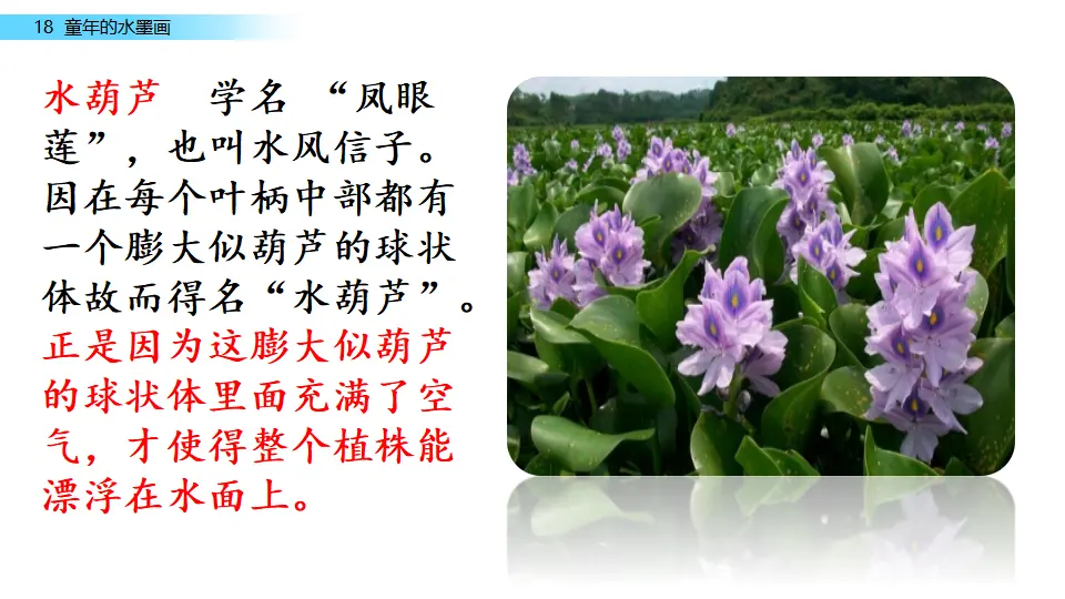链接一：水葫芦（课件1）_01.webp