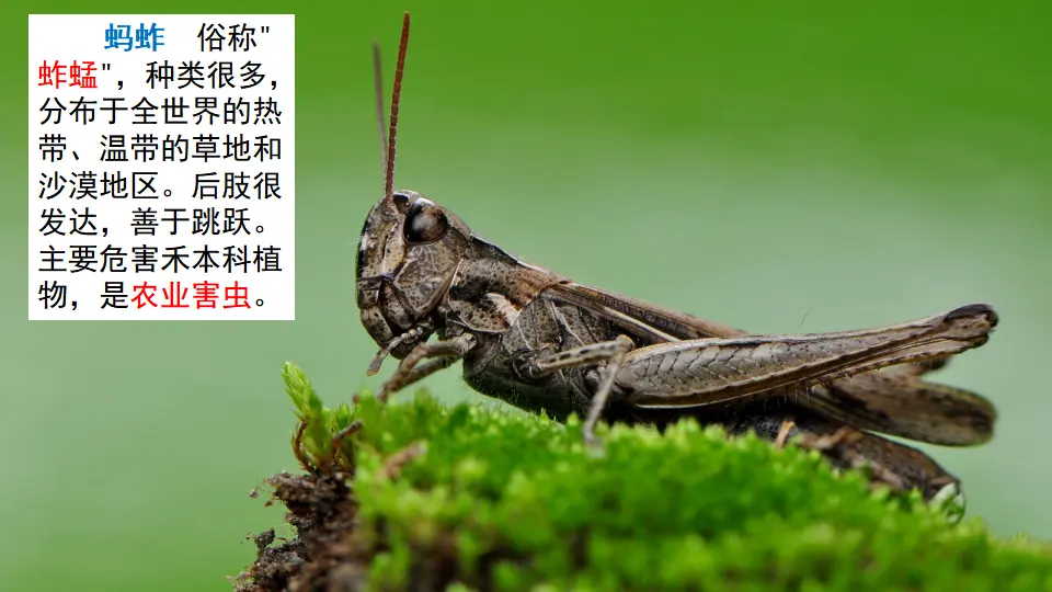链接5：土蚂蚱（课件1）_01.webp
