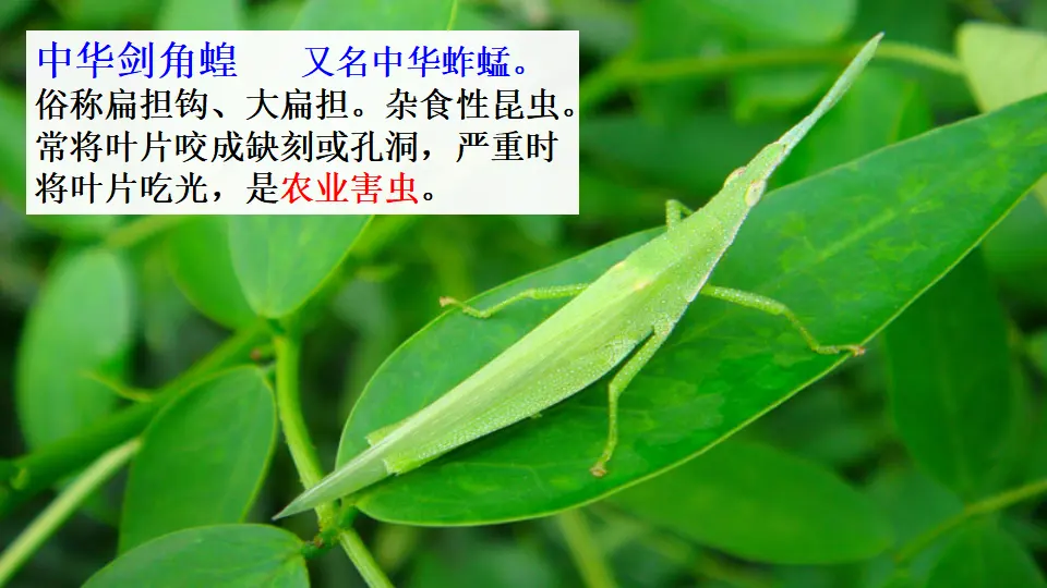 链接4：尖头绿蚂蚱（课件1）_01.webp