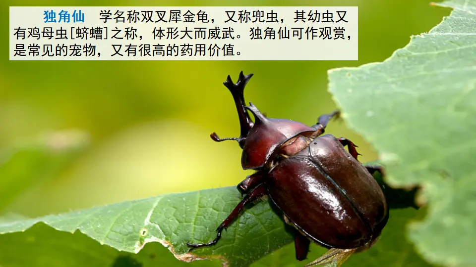 链接3：独角仙（课件1）_01.webp