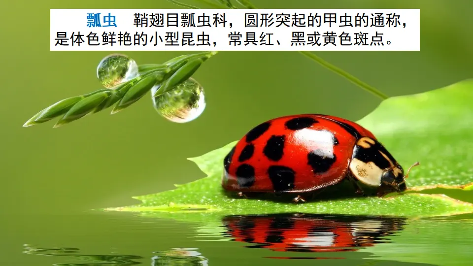 链接2：瓢虫（课件1）_01.webp