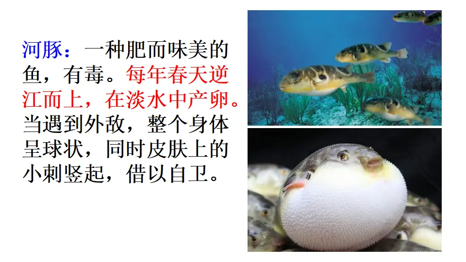 链接2：河豚（课件1）_01.webp