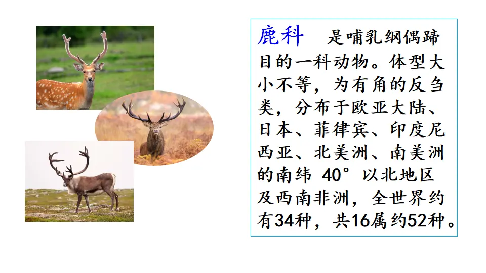 链接1：鹿和狮子（课件1）_01.webp