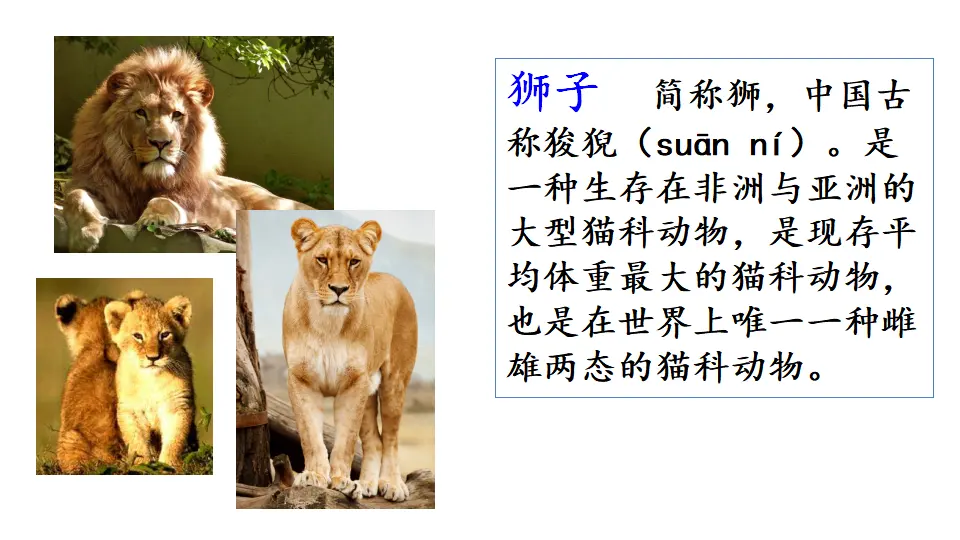 链接1：鹿和狮子（课件1）_02.webp