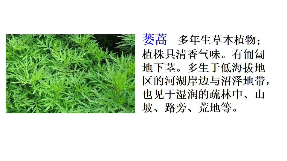 链接1：蒌蒿和芦芽（课件1）_01.webp