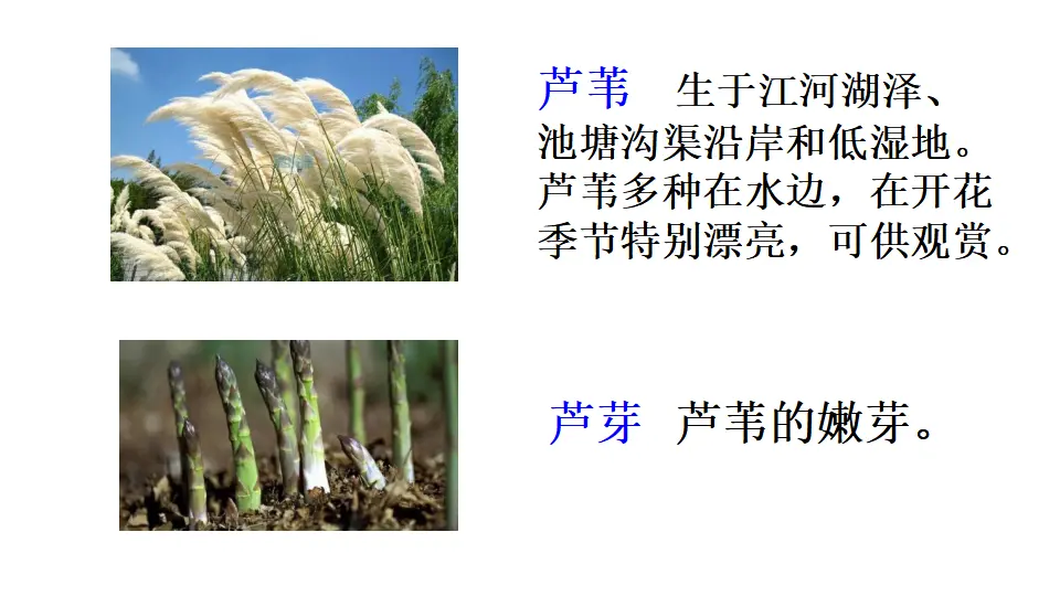 链接1：蒌蒿和芦芽（课件1）_02.webp