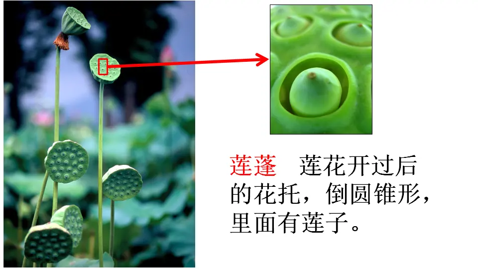 链接1：莲蓬（课件1）_01.webp