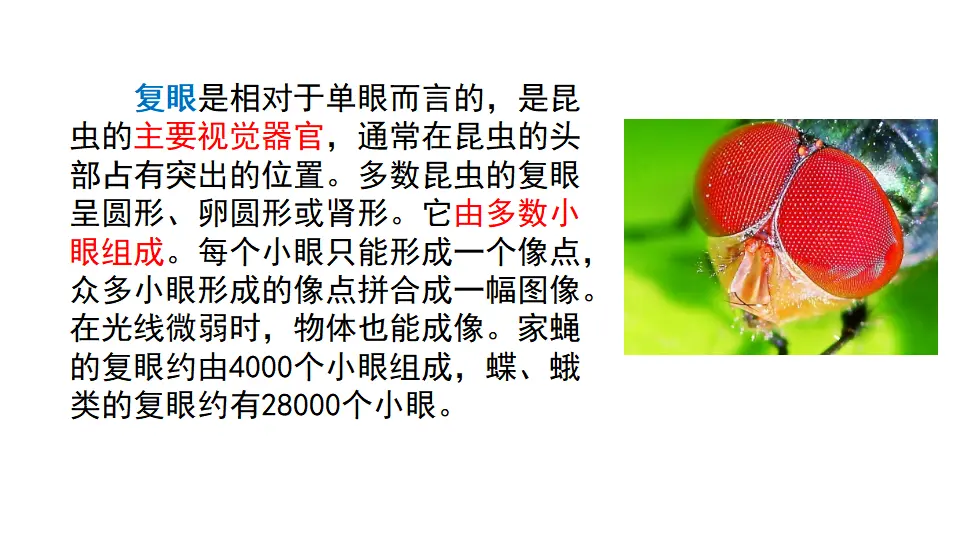 链接1：复眼（课件1）_01.webp