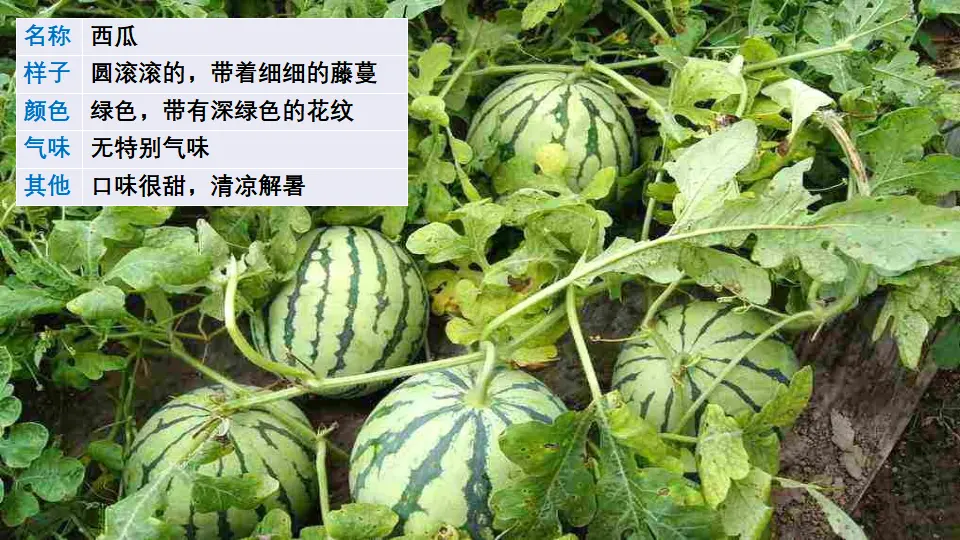 习作：我的植物朋友（课件1）_02.webp