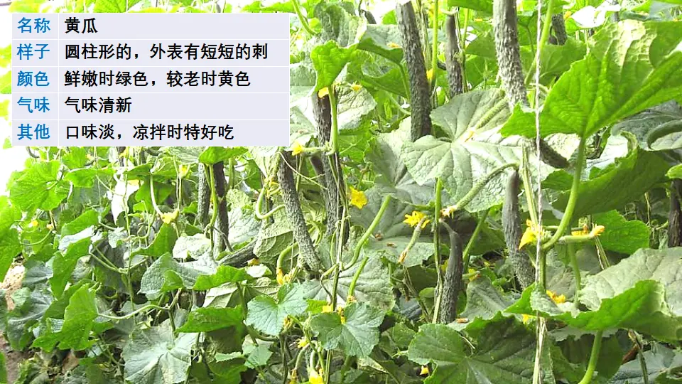 习作：我的植物朋友（课件1）_03.webp