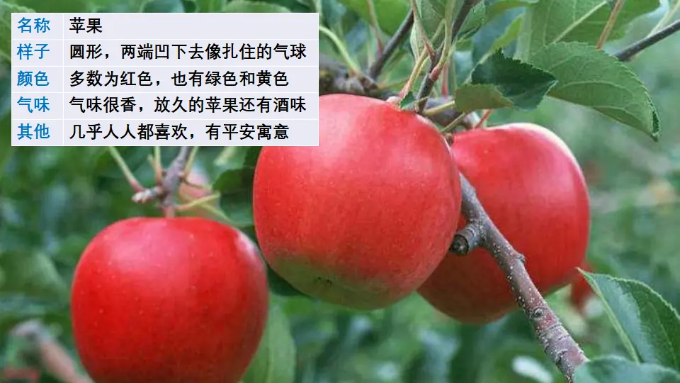 习作：我的植物朋友（课件1）_04.webp