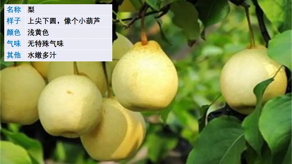 习作：我的植物朋友（课件1）_05.webp