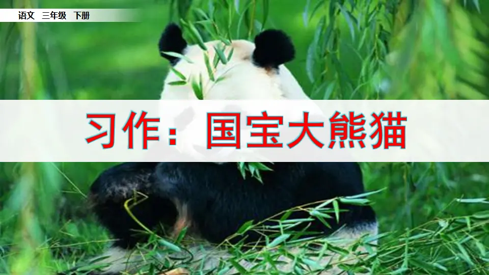 习作：国宝大熊猫（课件1）_02.webp