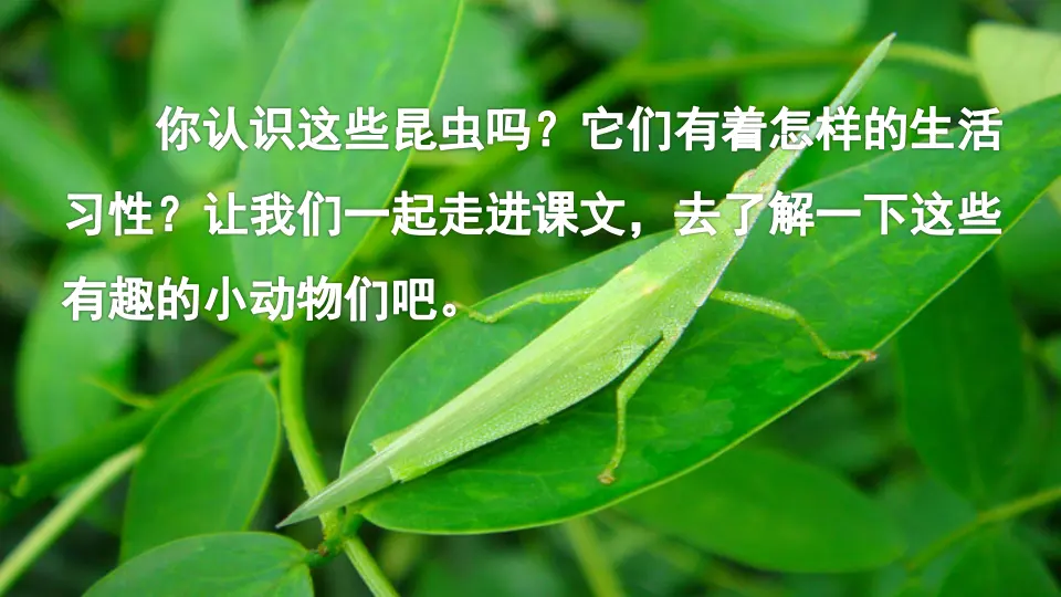 4 昆虫备忘录（课件1）_01.webp